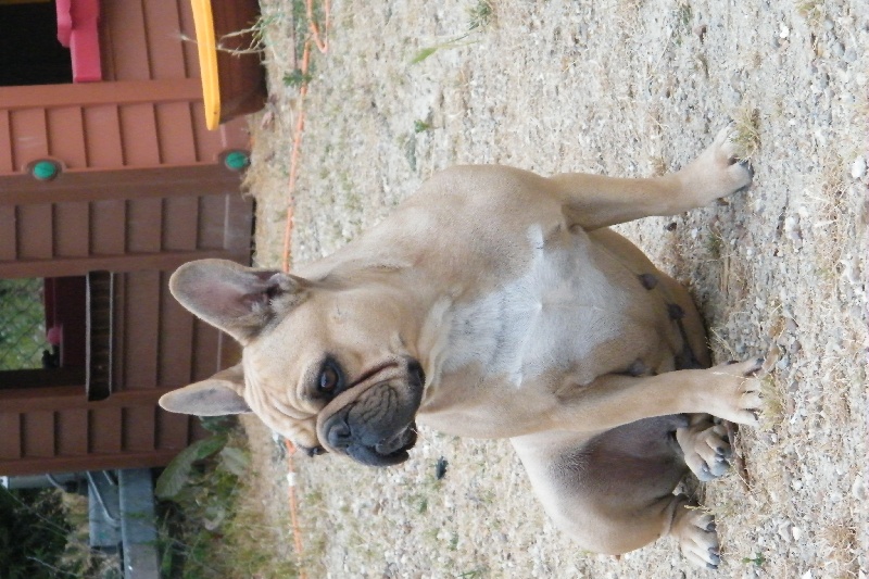 Bambou du Chien Beauté