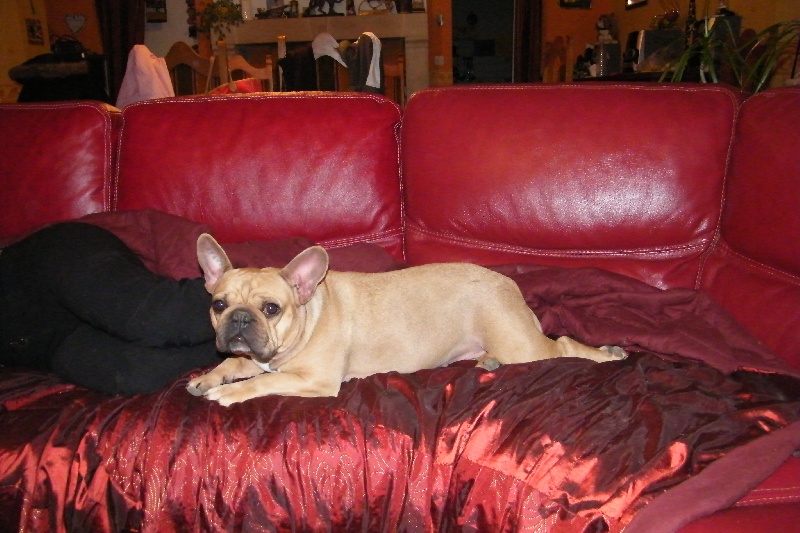 Bambou du Chien Beauté