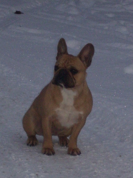 Bambou du Chien Beauté