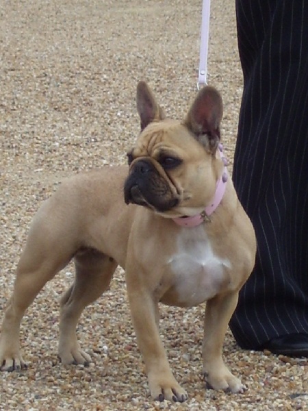 Bambou du Chien Beauté