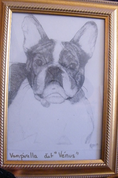 Bambou du Chien Beauté