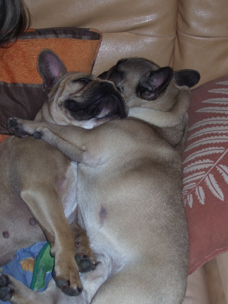 Bambou du Chien Beauté