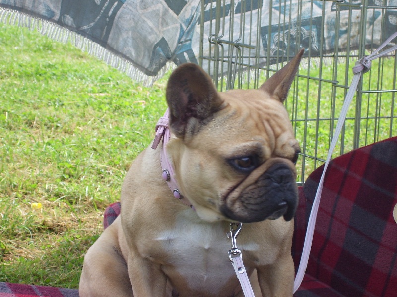 Bambou du Chien Beauté