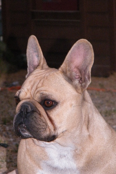 Bambou du Chien Beauté