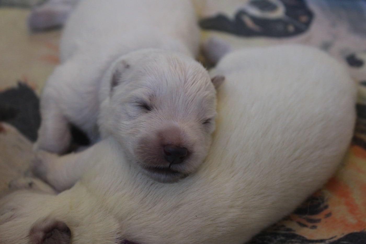 CHIOT 4 - Berger Blanc Suisse