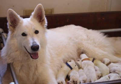 Les chiots de Berger Blanc Suisse