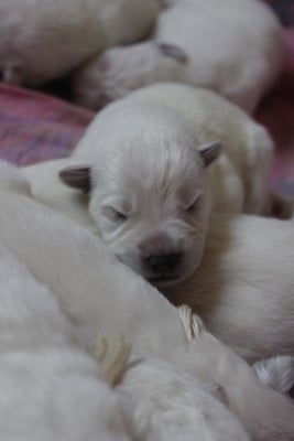 Les chiots de Berger Blanc Suisse
