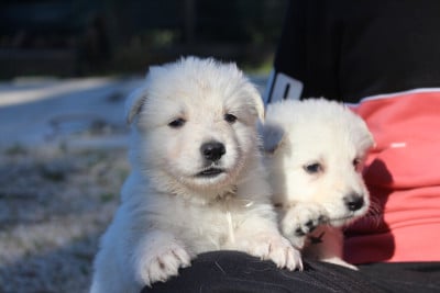 Les chiots de Berger Blanc Suisse