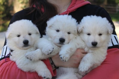 Les chiots de Berger Blanc Suisse