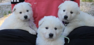 Les chiots de Berger Blanc Suisse