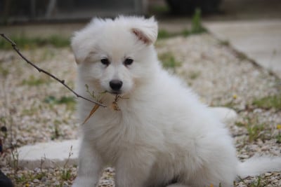 Les chiots de Berger Blanc Suisse