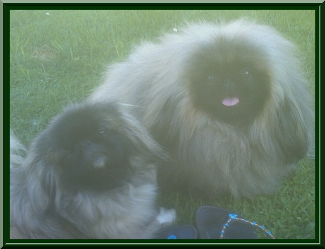 Publication : des espoirs de la forêt