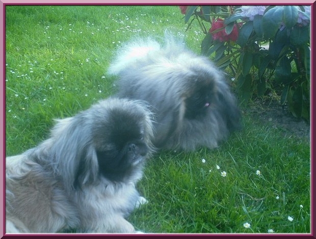 Publication : des espoirs de la forêt