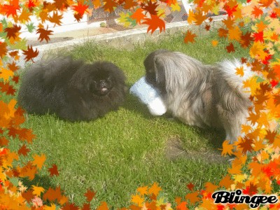 Publication : des espoirs de la forêt