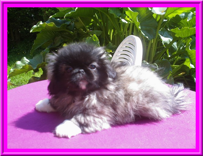 Publication : des espoirs de la forêt