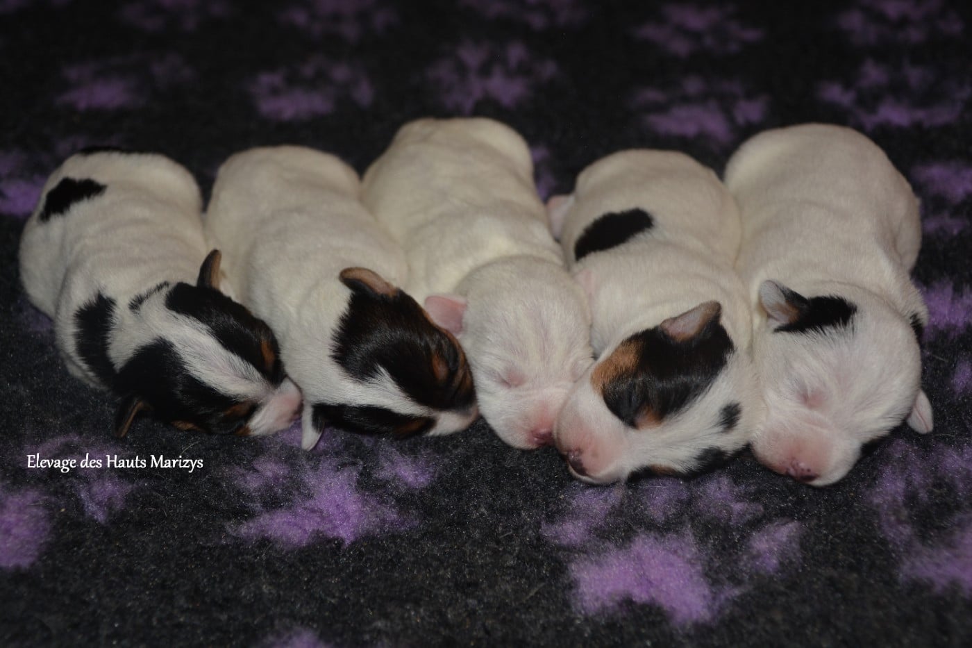 Jack Russell Terrier - des Hauts-Marizys