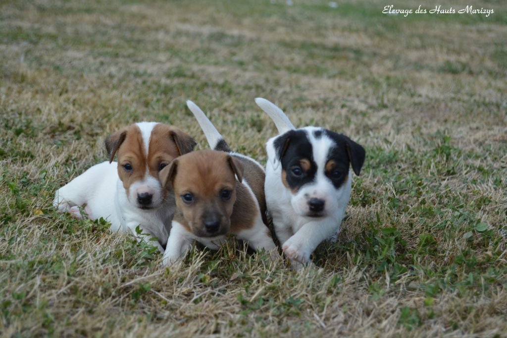 Débardeur Humour Jack Russell Terrier Pour Maman De Chien - Design Mignon Et Drôle, Coupé Classique, Léger