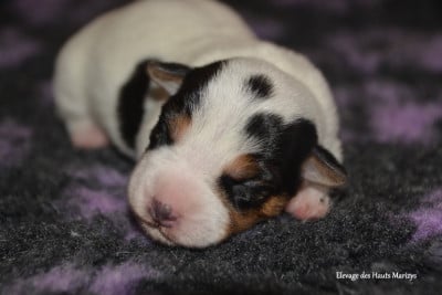 Les chiots de Jack Russell Terrier