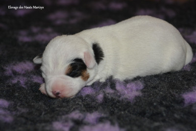 Les chiots de Jack Russell Terrier