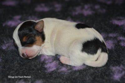 Les chiots de Jack Russell Terrier