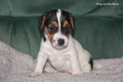 Les chiots de Jack Russell Terrier