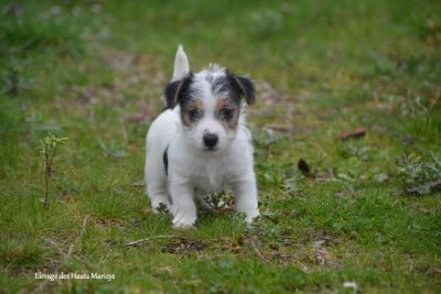 Les chiots de Jack Russell Terrier