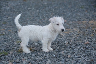Les chiots de Jack Russell Terrier