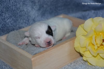 Les chiots de Jack Russell Terrier