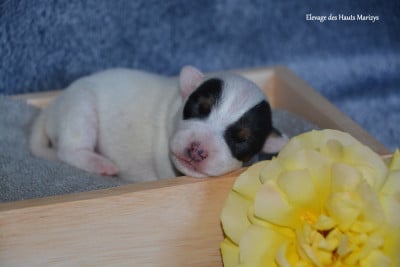 Les chiots de Jack Russell Terrier
