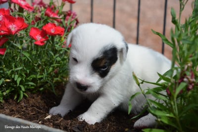 Les chiots de Jack Russell Terrier
