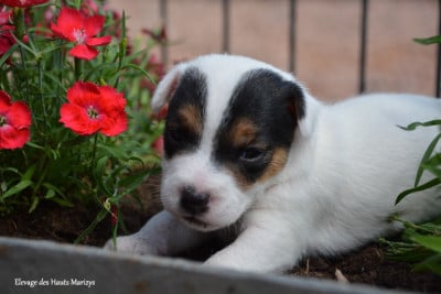 Les chiots de Jack Russell Terrier
