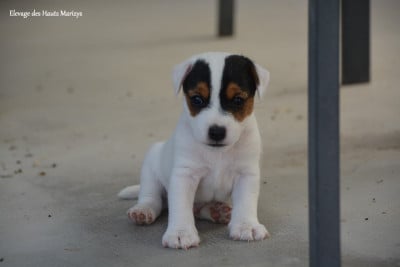 Les chiots de Jack Russell Terrier