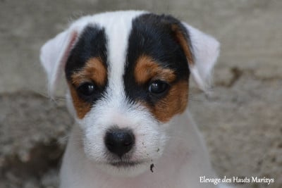 Les chiots de Jack Russell Terrier