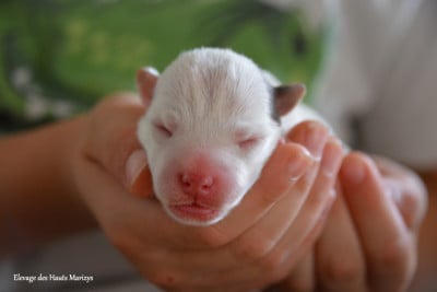 Les chiots de Jack Russell Terrier