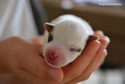 Les chiots de Jack Russell Terrier