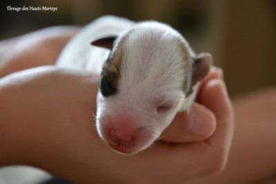 Les chiots de Jack Russell Terrier