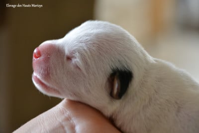 Les chiots de Jack Russell Terrier