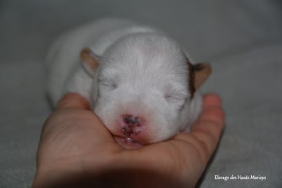 Les chiots de Jack Russell Terrier