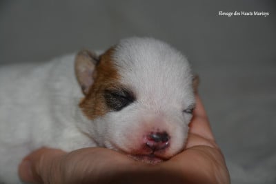 Les chiots de Jack Russell Terrier