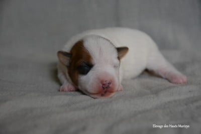 Les chiots de Jack Russell Terrier