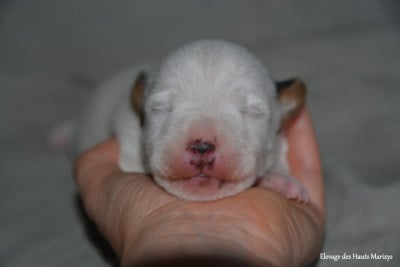 Les chiots de Jack Russell Terrier