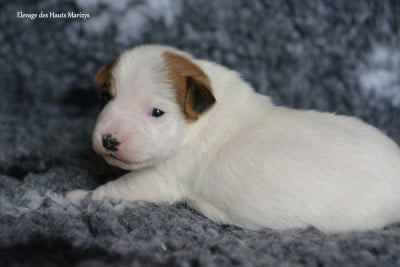 Les chiots de Jack Russell Terrier