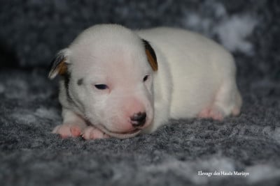 Les chiots de Jack Russell Terrier