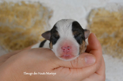 Jack Russell Terrier