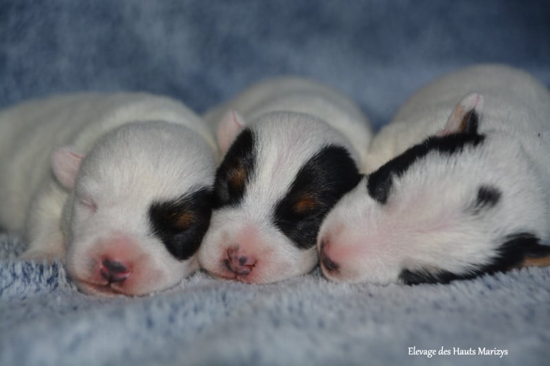 Jack Russell Terrier - des Hauts-Marizys
