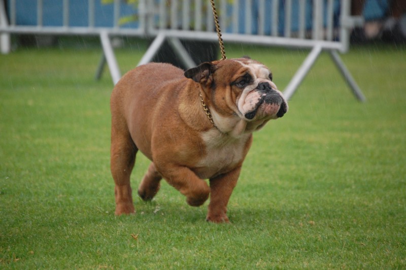 Publication : du Domaine des Remparts Auteur : Hoareau richard