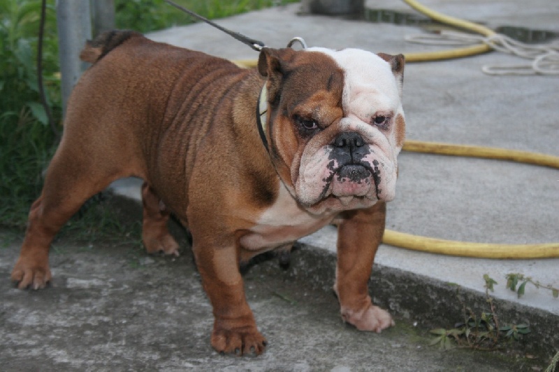 Publication : du Domaine des Remparts