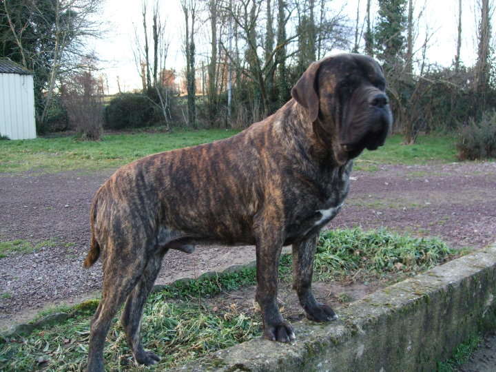 Bartok bramley apple Brullemail