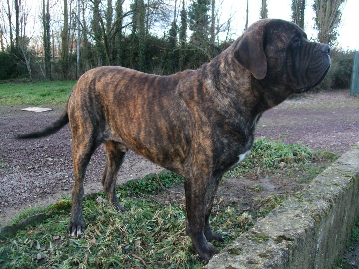 Bartok bramley apple Brullemail