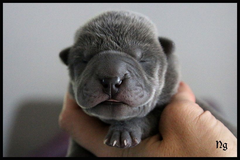R'mione - Shar Pei